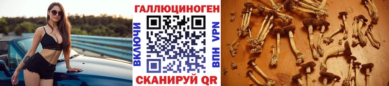Галлюциногенные грибы Psilocybe  Купить где  Бикин 
